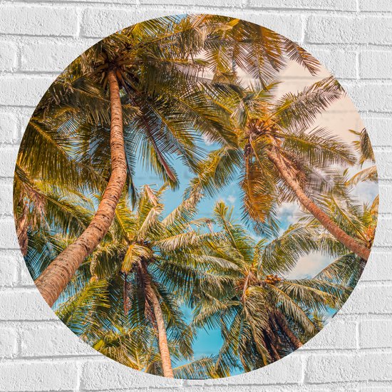 Muursticker Cirkel - Dicht bij Elkaar Groeiende Palmbomen van Onder - 80x80 cm Foto op Muursticker