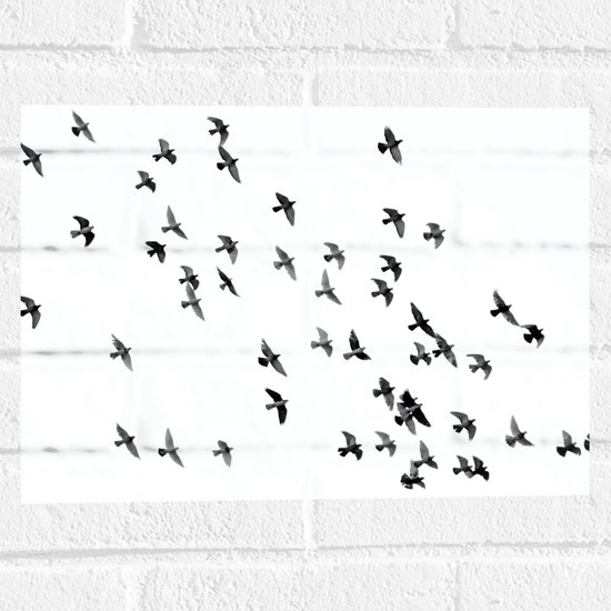 WallClassics - Muursticker - Volée Vogels - 40x30 cm Photo sur Muursticker