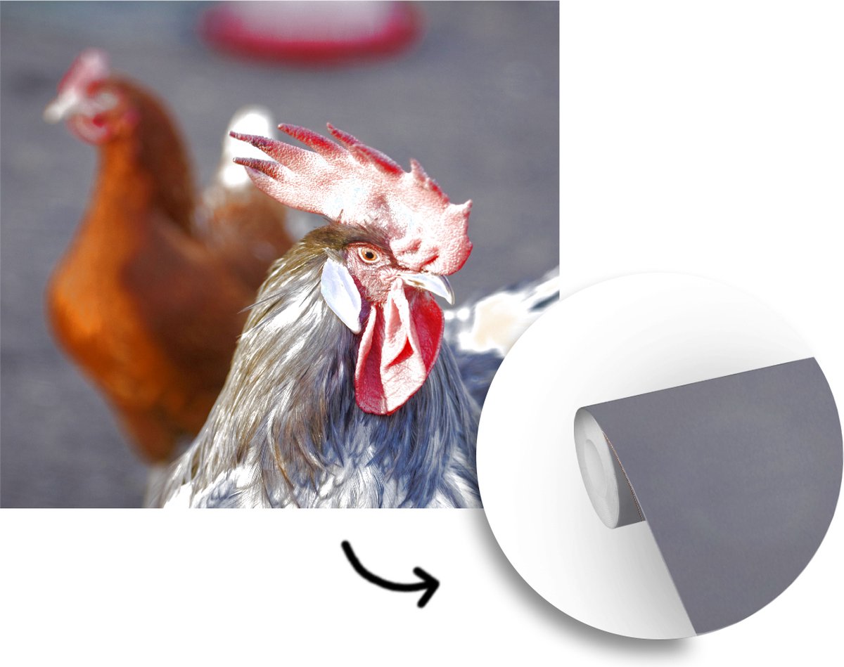 Behang - Fotobehang Rode hanenkam op het hoofd van deze haan - Breedte ...