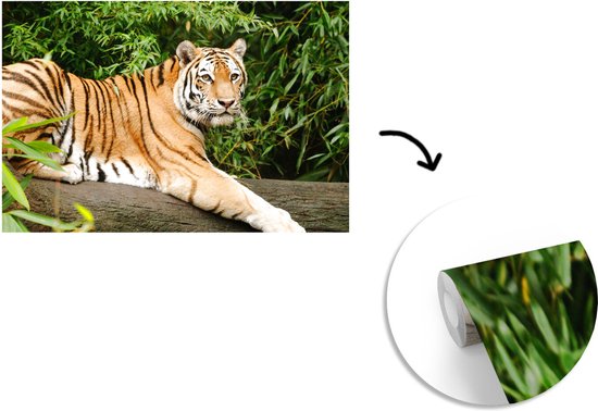 Papier peint - Papier peint Papier peint photo Tigre - Arbre - Feuilles - Largeur 420 cm x hauteur 280 cm