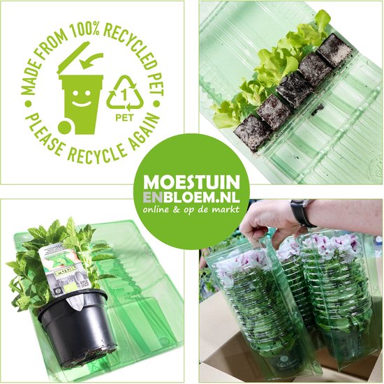 Camellia sasanqua 'Pink' - rose - persistant - env. 35 cm de haut - pot 15cm