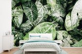Behang - Fotobehang Bladeren - Planten - Natuur - Breedte 360 cm x hoogte 240 cm