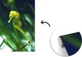 Behang - Fotobehang Zeepaardje onder water - Breedte 175 cm x hoogte 260 cm