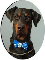 WallClassics - Dibond Ovaal - Hond met Blauwe Strik - 21x28 cm Foto op Ovaal (Met Ophangsysteem)