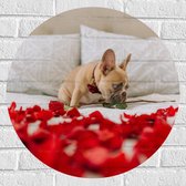 WallClassics - Muursticker Cirkel - Hondje op Bed met Rode Rozenblaadjes - Franse Buldog - 60x60 cm Foto op Muursticker