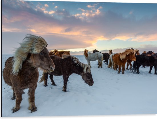 WallClassics - Dibond - IJspaarden in de Sneeuw met Pastellucht - 80x60 cm Foto op Aluminium (Met Ophangsysteem)