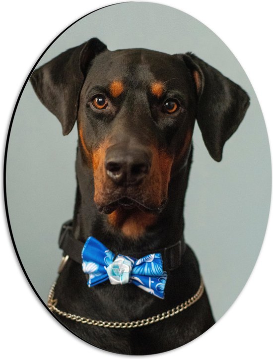 WallClassics - Dibond Ovaal - Hond met Blauwe Strik - 30x40 cm Foto op Ovaal (Met Ophangsysteem)