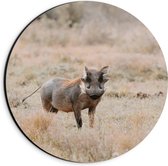Dibond Muurcirkel - Aankijkend Zwijn in Droog Afrikaans Landschap - 20x20 cm Foto op Aluminium Muurcirkel (met ophangsysteem)