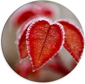 WallClassics - Cercle mural Dibond - Feuilles d'automne rouges gelées - Photo 70x70 cm sur cercle mural en aluminium (avec système de suspension)