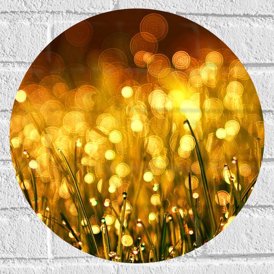 Muursticker Cirkel - Gras met Gouden Waterdruppels - 40x40 cm Foto op Muursticker