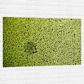 WallClassics - Muursticker - Hoopje Groene Waterplanten - 120x80 cm Foto op Muursticker