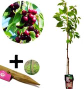 Prunus avium 'Kordia' kersenboom - Hoogte +120cm - met Plantensteun - 5 liter pot