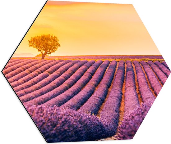 Dibond Hexagon - Felle Zonsondergang over de Lavendelvelden met Eenzame Boom - 60x52.2 cm Foto op Hexagon (Met Ophangsysteem)
