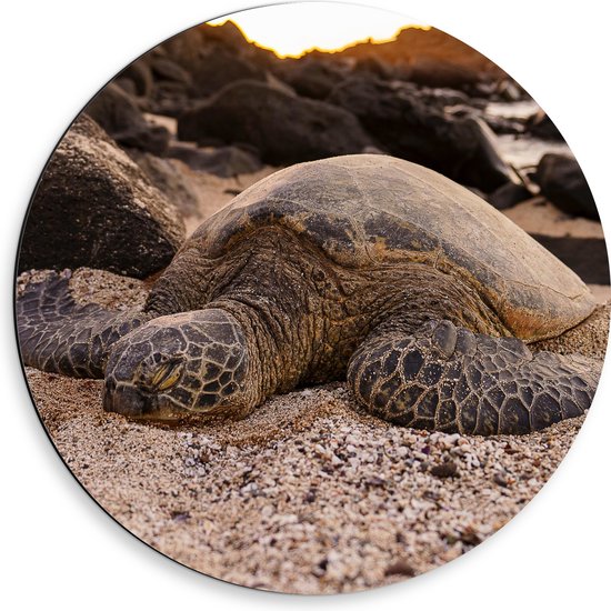 WallClassics - Dibond Muurcirkel - Reuzeschildpad slapend op het Strand bij Rotsen - 50x50 cm Foto op Aluminium Muurcirkel (met ophangsysteem)