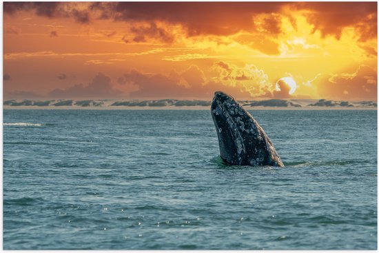 Een grijze walvis kop steekt boven het water uit, met een spectaculaire oranje zonsondergang.