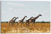 Dibond - Kudde Rennende Giraffen door Afrikaans Landschap - 60x40 cm Foto op Aluminium (Wanddecoratie van metaal)