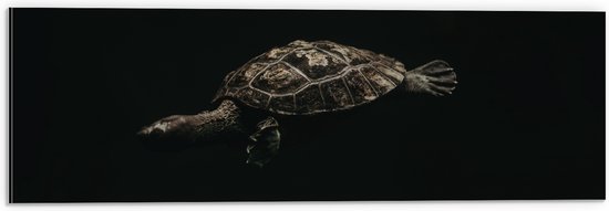 WallClassics - Dibond - Schildpad zwemmend in Zwart Water - 60x20 cm Foto op Aluminium (Met Ophangsysteem)