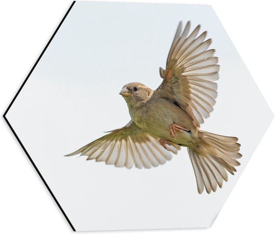 WallClassics - Dibond Hexagon - Vliegende Vogel - Passer - 40x34.8 cm Foto op Hexagon (Met Ophangsysteem)