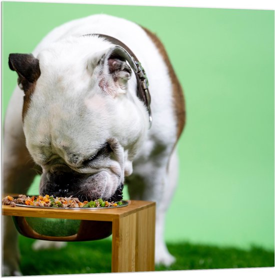 WallClassics - Acrylglas - Hondje aan het Eten voor Groene Achtergrond - Buldog - 100x100 cm Foto op Acrylglas (Met Ophangsysteem)