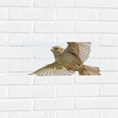 WallClassics - Muursticker - Vliegende Vogel - Passer - 60x20 cm Foto op Muursticker