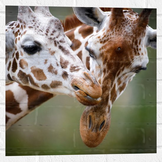 Muursticker - Liefdevol Giraffe Duo - 50x50 cm Foto op Muursticker