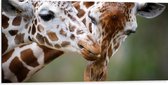 Dibond - Liefdevol Giraffe Duo - 100x50 cm Foto op Aluminium (Met Ophangsysteem)