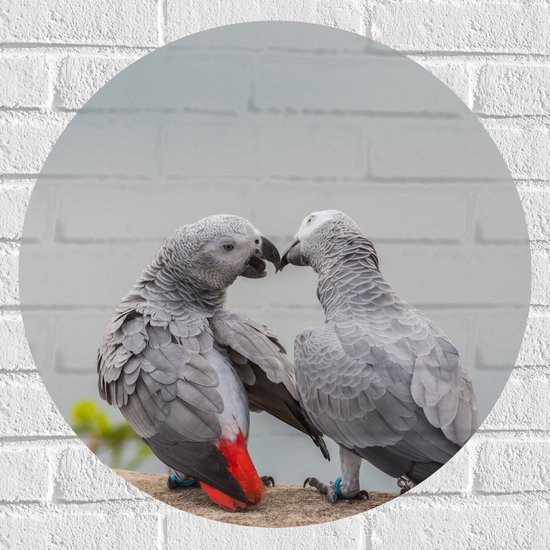 Muursticker Cirkel - Liefdevol Grijs Vogelpaar met Rode Staarten - 60x60 cm Foto op Muursticker