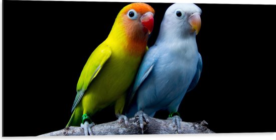 Dibond - Oranje-Gele Vogel met Blauwe Vogel op Tak tegen Zwarte Achtergrond - 100x50 cm Foto op Aluminium (Wanddecoratie van metaal)