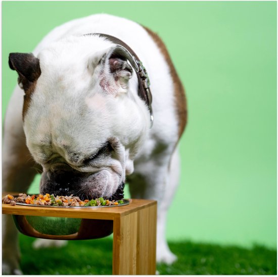 WallClassics - Poster (Mat) - Hondje aan het Eten voor Groene Achtergrond - Buldog - 80x80 cm Foto op Posterpapier met een Matte look