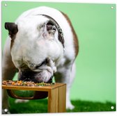 WallClassics - Tuinposter – Hondje aan het Eten voor Groene Achtergrond - Buldog - 80x80 cm Foto op Tuinposter (wanddecoratie voor buiten en binnen)