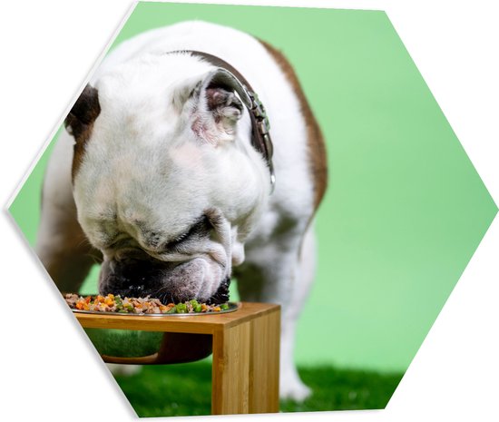 WallClassics - PVC Schuimplaat Hexagon - Hondje aan het Eten voor Groene Achtergrond - Buldog - 50x43.5 cm Foto op Hexagon (Met Ophangsysteem)