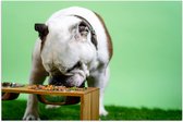 WallClassics - Poster brillant – Chien mangeant devant un fond vert – Bouledogue – 90 x 60 cm Photo sur papier poster avec finition brillante