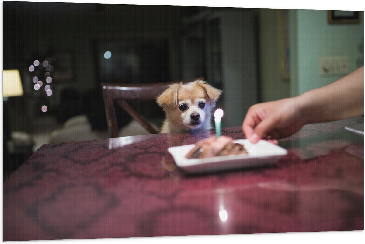 Vlag - Jarig Klein Hondje zittend op Stoel aan Eettafel - 120x80 cm Foto op Polyester Vlag