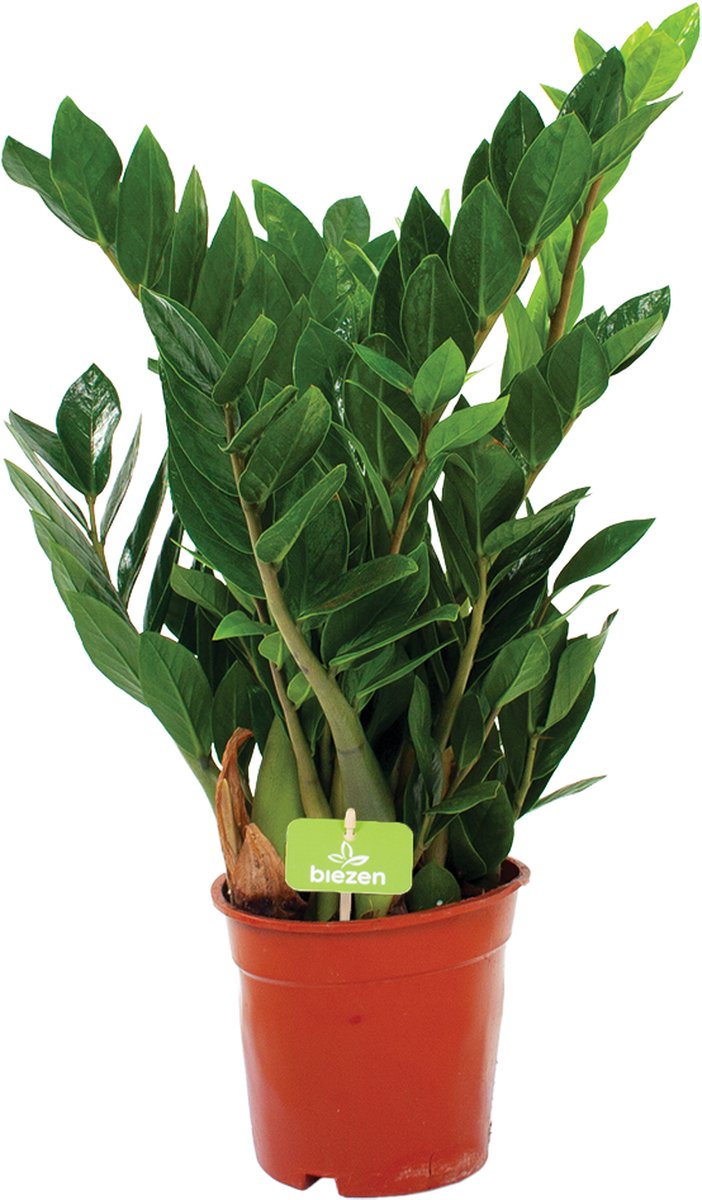 Zamioculcas zamiifolia Emerald palm p17 h60 Kamerplant
