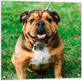 WallClassics - Tuinposter – Portret van Bruine Engelse Bulldog - 80x80 cm Foto op Tuinposter (wanddecoratie voor buiten en binnen)