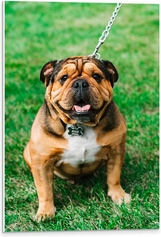 WallClassics - PVC Schuimplaat - Portret van Bruine Engelse Bulldog - 40x60 cm Foto op PVC Schuimplaat (Met Ophangsysteem)