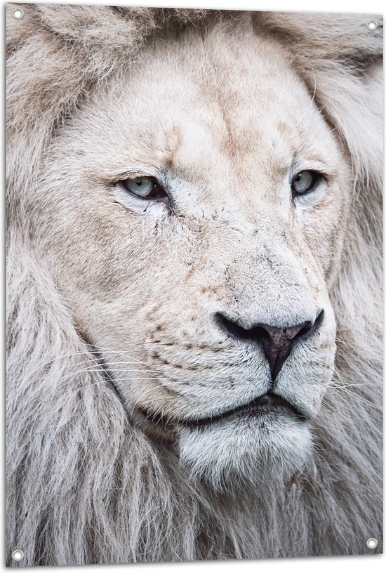 Tuinposter – Portret van Witte Leeuw met Mooie Manen - 70x105 cm Foto op Tuinposter (wanddecoratie voor buiten en binnen)