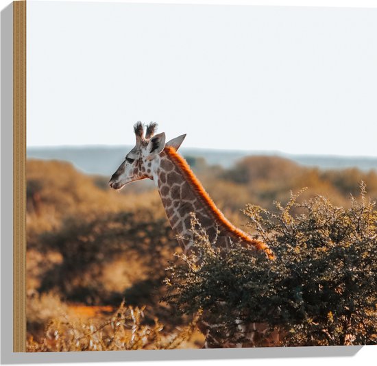 Hout - Kop van Giraffe boven Droge Boomtoppen in Afrika - 50x50 cm - 9 mm dik - Foto op Hout (Met Ophangsysteem)