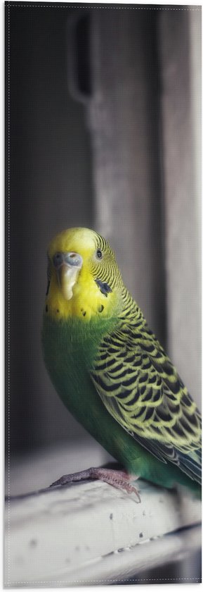 WallClassics - Vlag - Groene Vogel met Gele Kop Zittend op een Venster - 20x60 cm Foto op Polyester Vlag