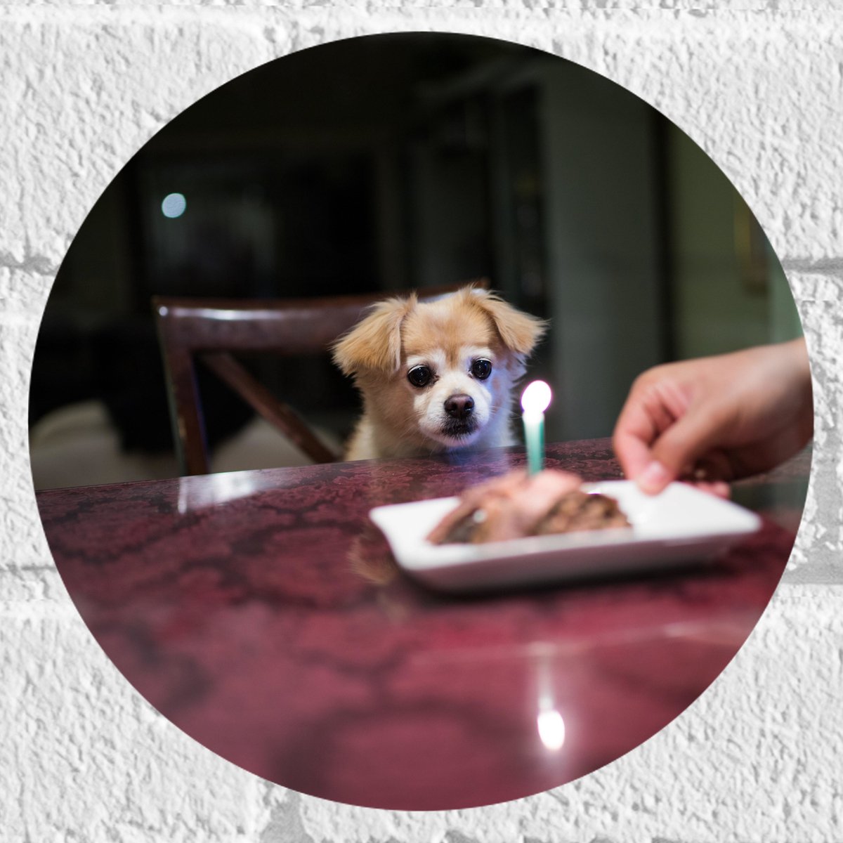 Muursticker Cirkel - Jarig Klein Hondje zittend op Stoel aan Eettafel - 20x20 cm Foto op M