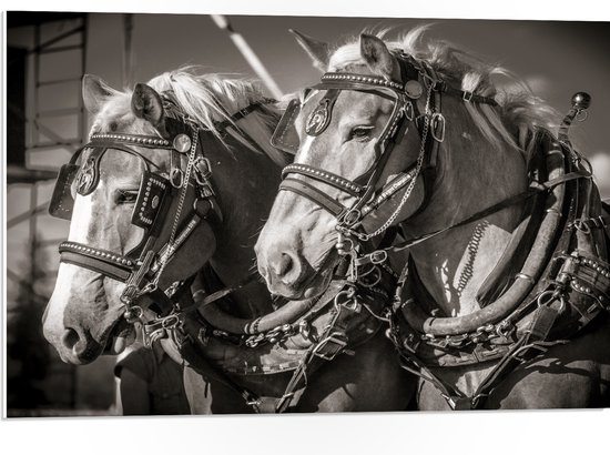 WallClassics - PVC Schuimplaat- Prachtig Luxe Paarden in Zwart Wit - 75x50 cm Foto op PVC Schuimplaat