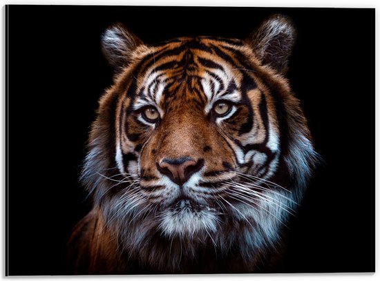 Dibond - Portret van Sumatraanse Tijger tegen Zwarte Achtergrond - 40x30 cm Foto op Aluminium (Met Ophangsysteem)