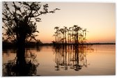 PVC Schuimplaat- Hoge Smalle Bomen Groeiend in Water - 60x40 cm Foto op PVC Schuimplaat