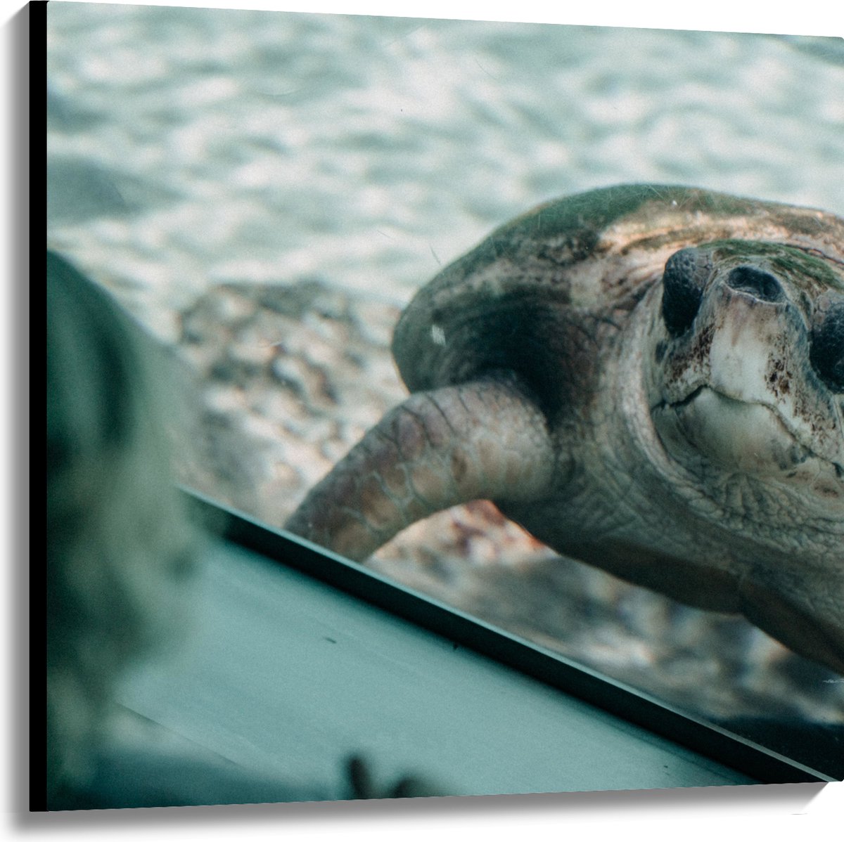 Canvas - Grote Schildpad achter Glas in Aquarium - 100x100 cm Foto op Canvas Schilderij (Wanddecoratie op Canvas)