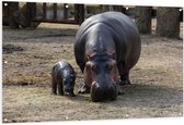 WallClassics - Tuinposter – Nijlpaard met Kleintje - 150x100 cm Foto op Tuinposter (wanddecoratie voor buiten en binnen)