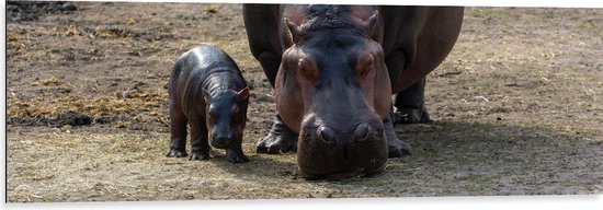 WallClassics - Dibond - Nijlpaard met Kleintje - 120x40 cm Foto op Aluminium (Met Ophangsysteem)