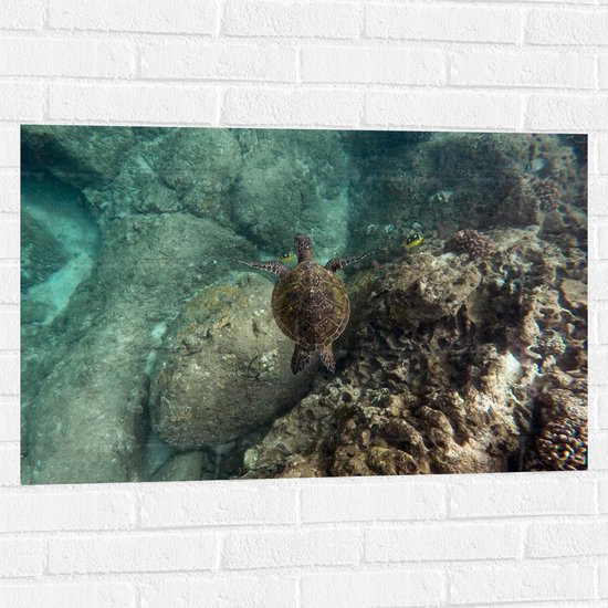 WallClassics - Muursticker - Kleine Schildpad zwemmend in de Zee - 90x60 cm Foto op Muursticker