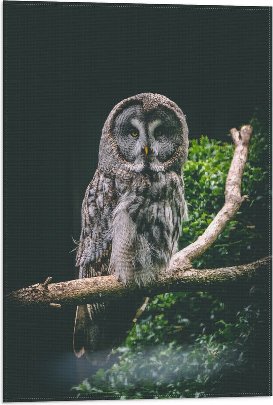WallClassics - Drapeau – Hibou sur branche – Chouette lapone – 40 x 60 cm Photo sur drapeau en polyester