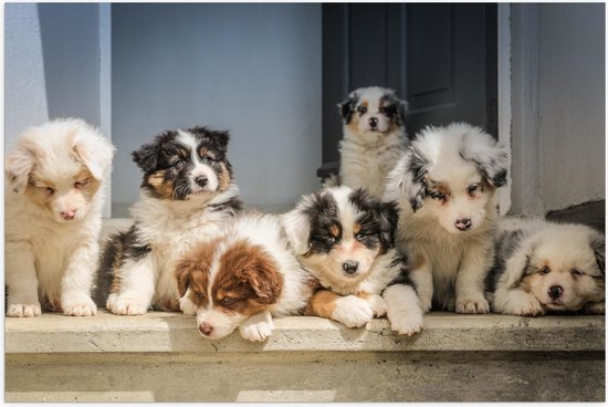 WallClassics - Poster Glanzend – Hondjes bij Deuropening - Australische Herders - 90x60 cm Foto op Posterpapier met Glanzende Afwerking