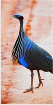 Poster Glanzend – Lopende Blauwe Gierparelhoen Vogel - 50x100 cm Foto op Posterpapier met Glanzende Afwerking